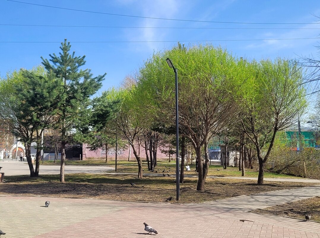 В Новосибирск пришла весна! - Галина Нестратова В Новосибирск пришла весна! - Галина Нестратова