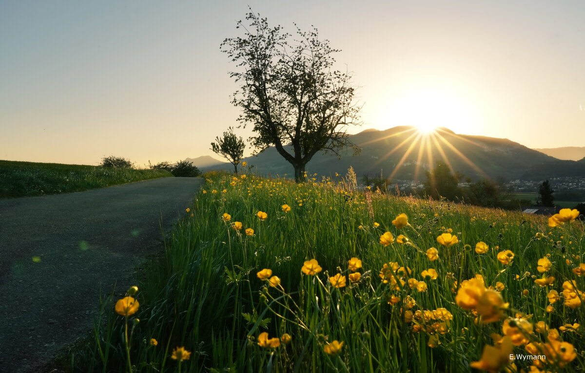 sunset - Elena Wymann