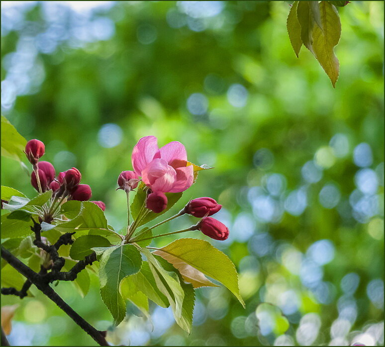 Весенний день - Наталья Rosenwasser Весенний день - Наталья Rosenwasser
