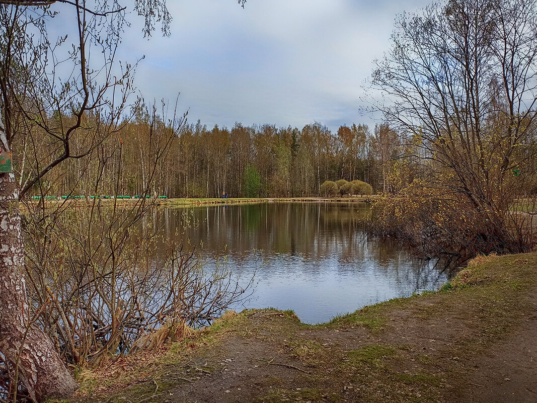 Весна. Парк Сосновка. - Лилия *