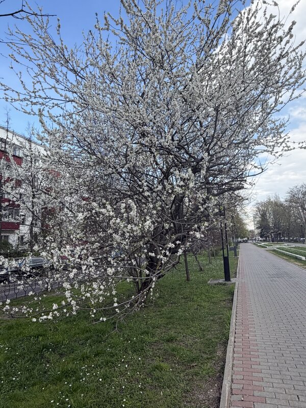 Майское цветение - Ирэн 