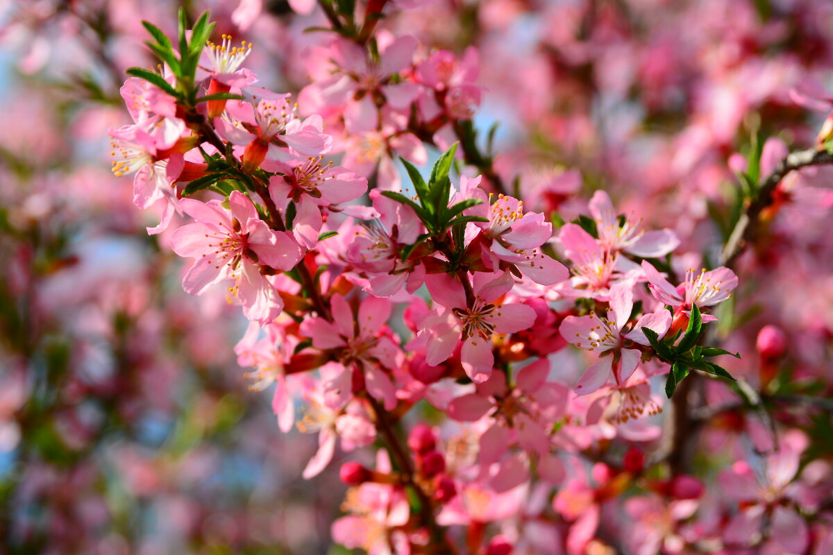 Степной миндаль. - Михаил Колосов 