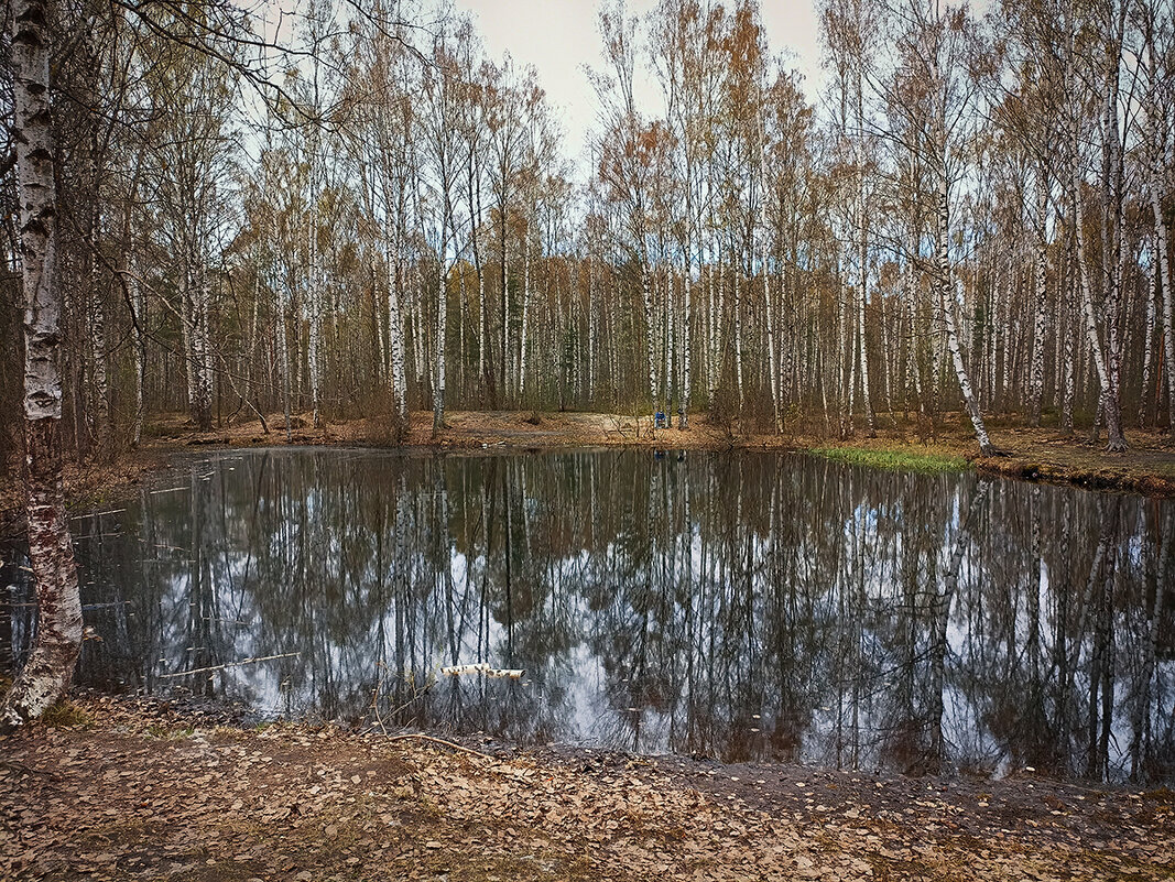 Наедине с природой. - Лилия *