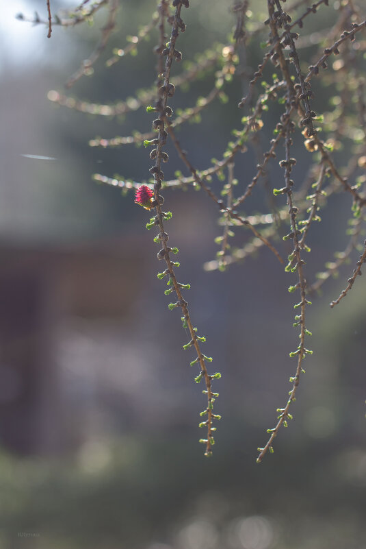 Цветение - Нина Кутина