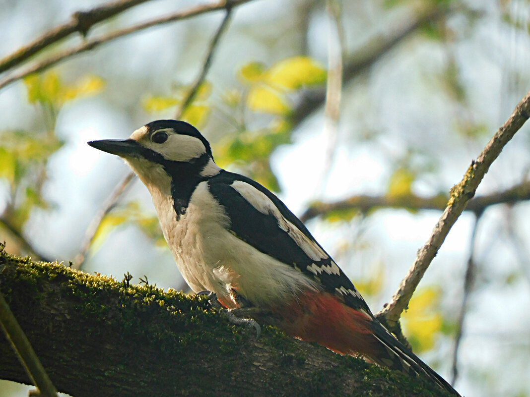 Самка БПД - Лина Самка БПД - Лина