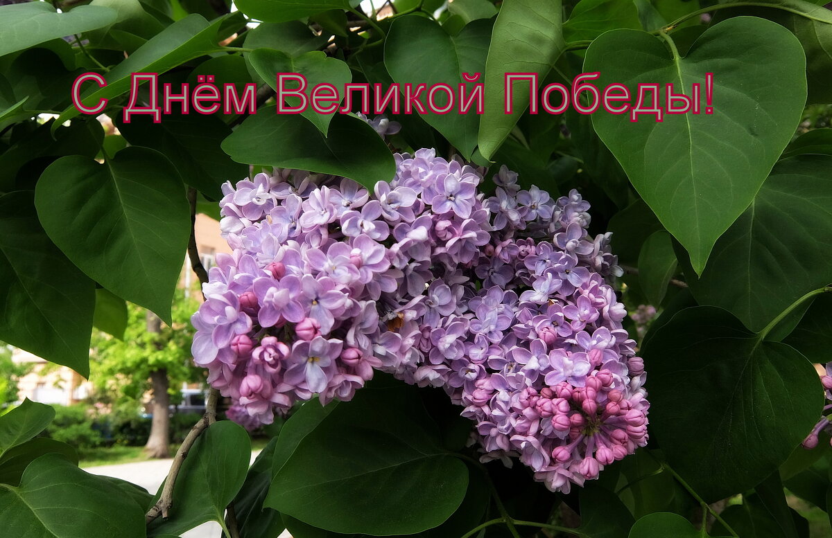 С Великим Праздником Победы! - Люба С Великим Праздником Победы! - Люба