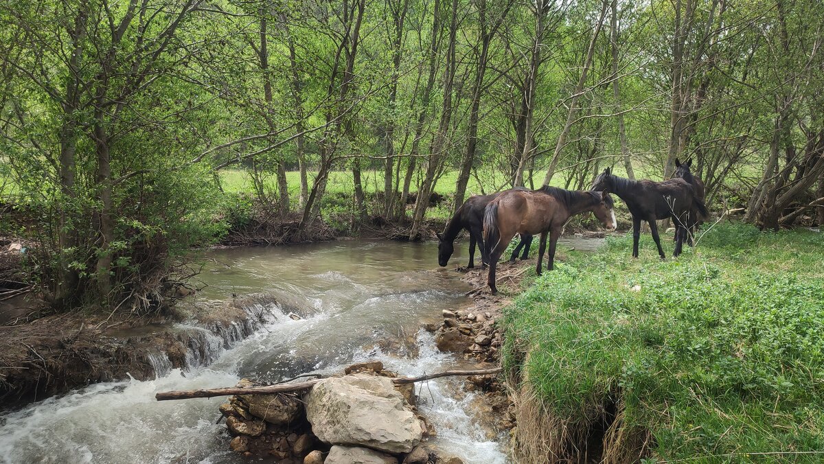 На водопое - Мариша Тим