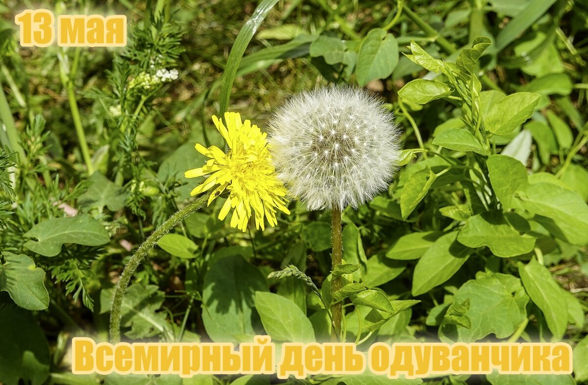С Днём одуванчика! - Валерий Иванович