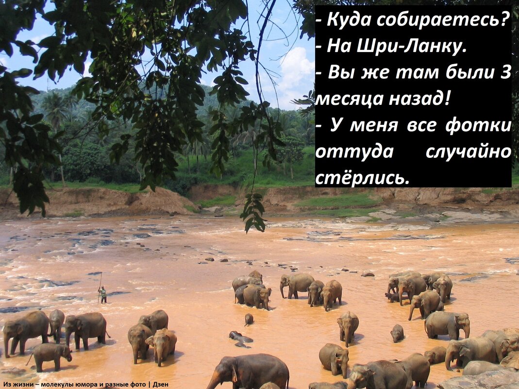Купание слонов - svk *