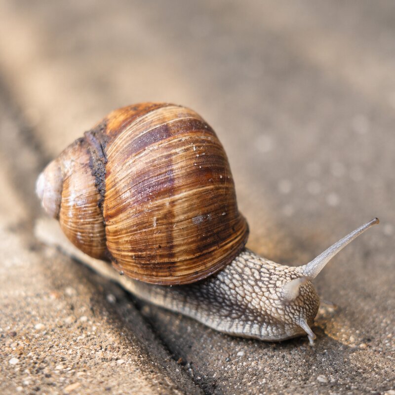 Виноградная улитка (Helix pomatia) - Денис Бочкарёв