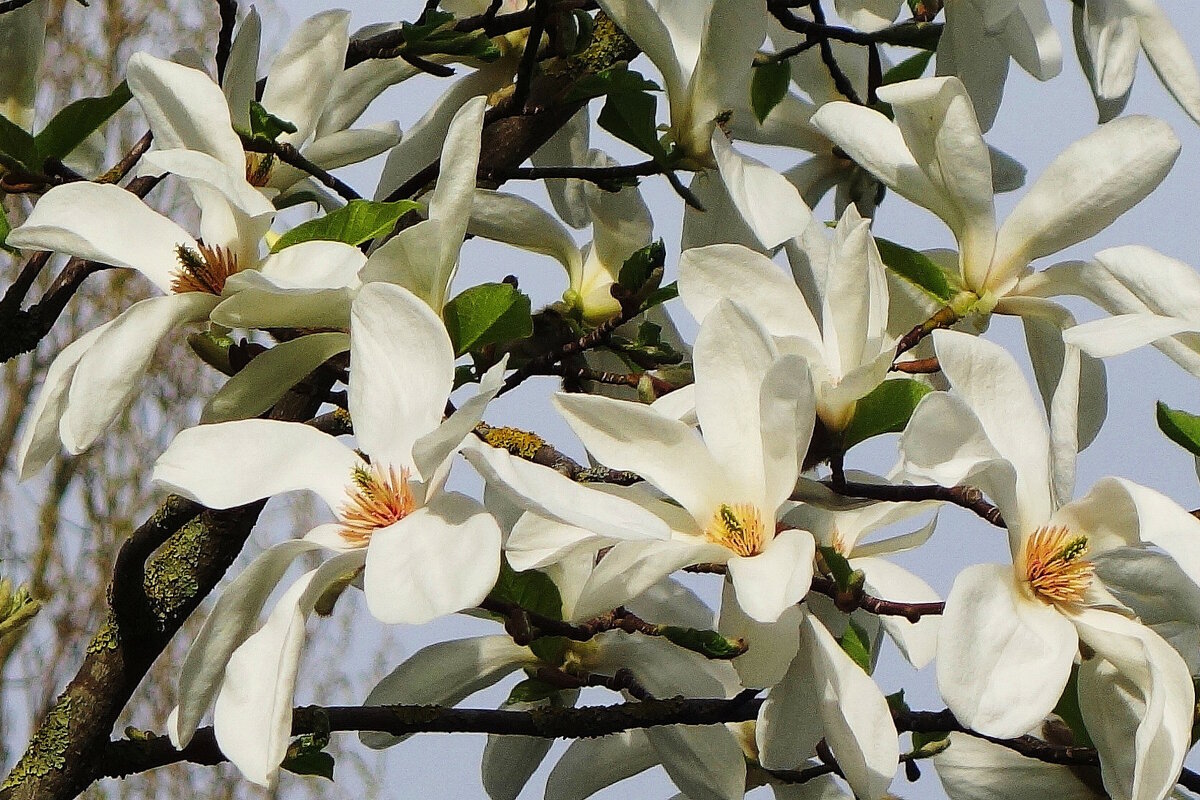 Магнолия кобус - Рита Симонова