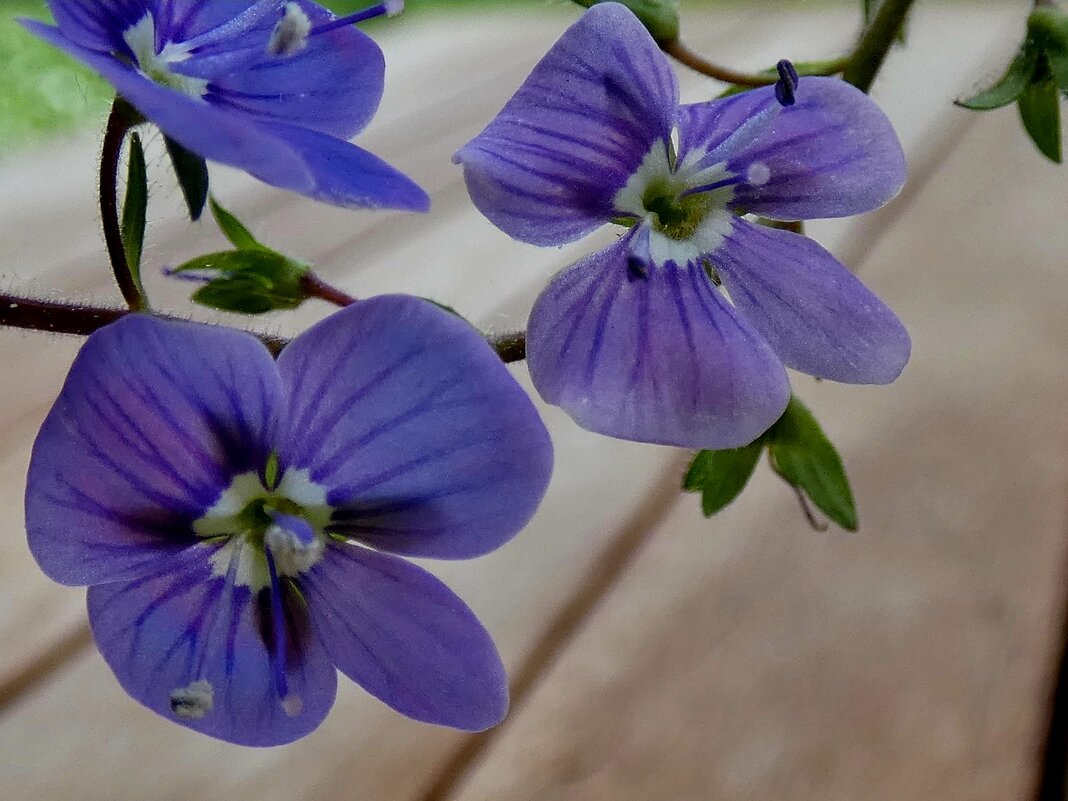 Gamander-Ehrenpreis (Veronica chamaedrys), - Heinz Thorns Gamander-Ehrenpreis (Veronica chamaedrys), - Heinz Thorns