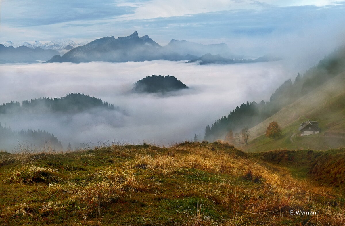 misty morning - Elena Wymann