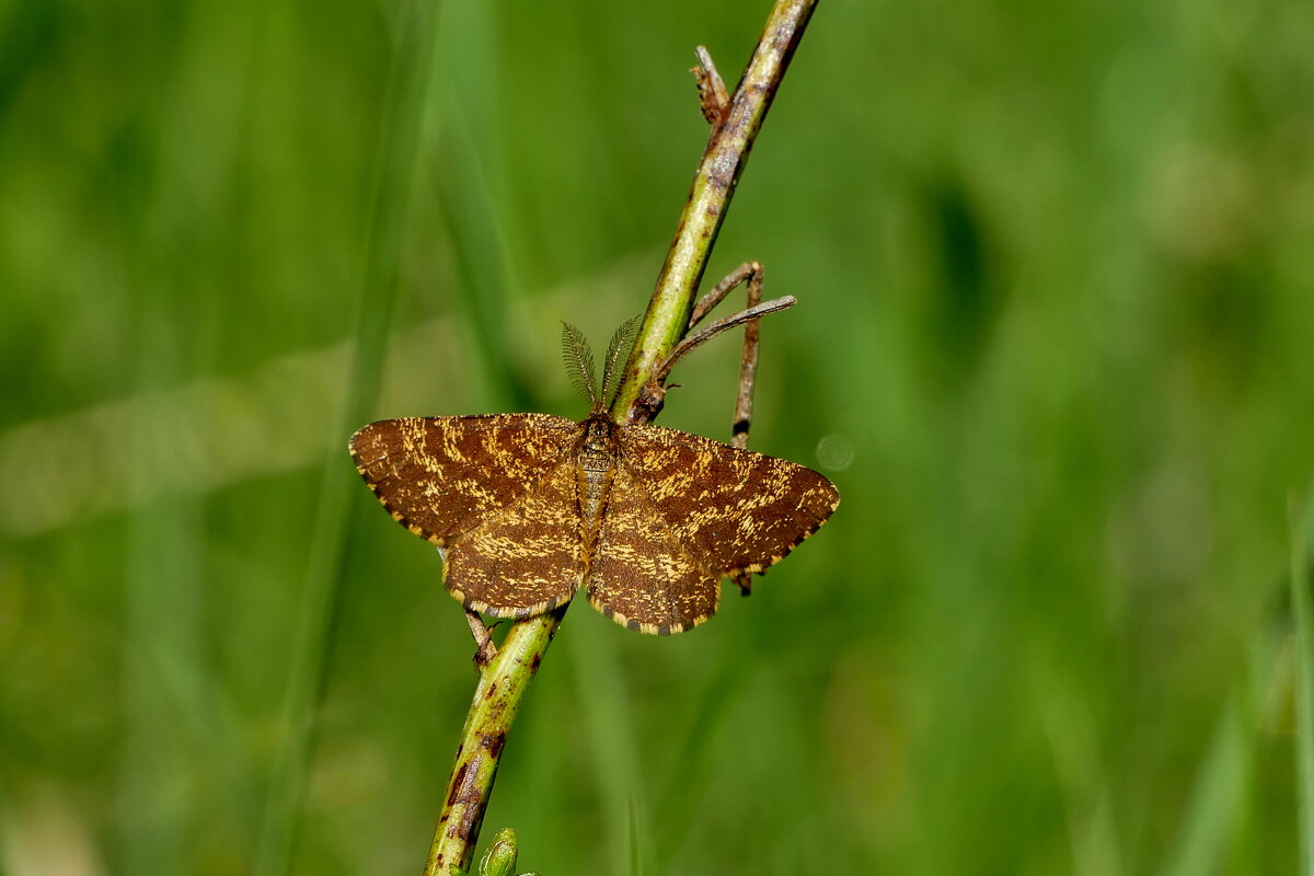 майская природа 7 - Александр Прокудин