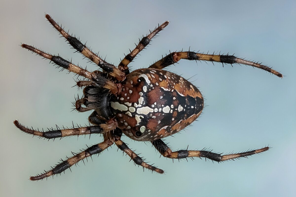 spider - Vlad Dega aka Sashka Х