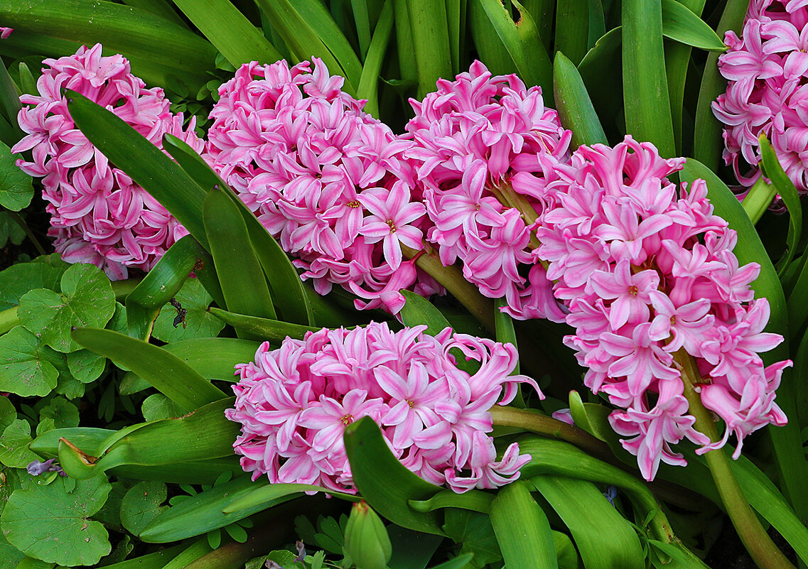 Гиацинты Аптекарского - Светлана 