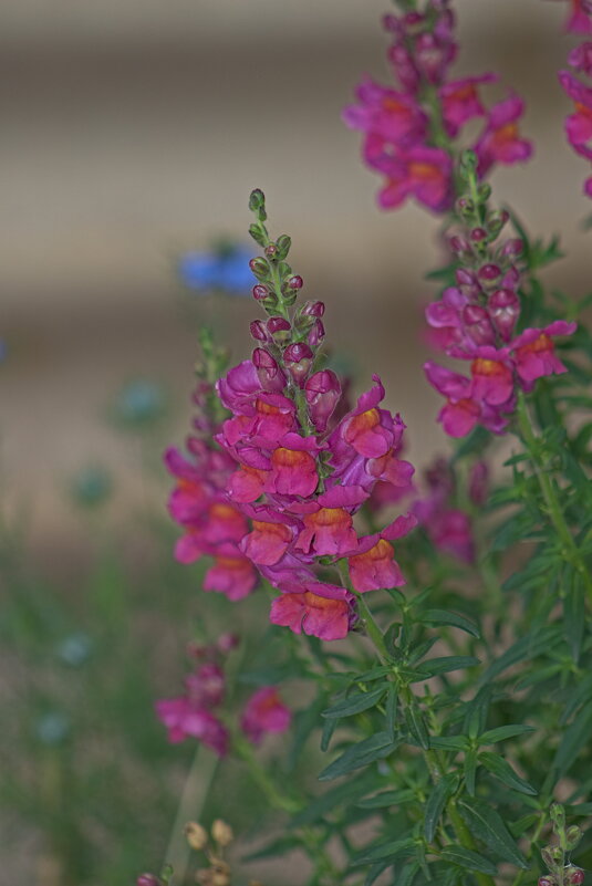 Antirrhinum majus - Giant Tao / Antirrhinum majus - Giant Tao /