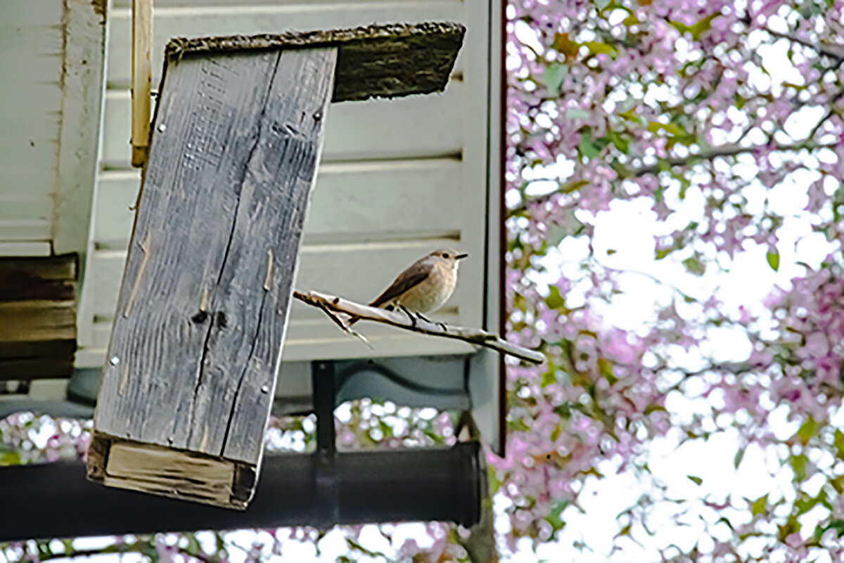 Весна. - mihail 