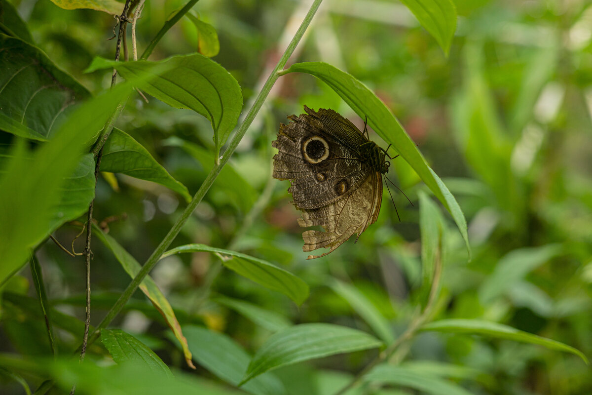 Nature of Panama - Анастасия Фотографовна Nature of Panama - Анастасия Фотографовна