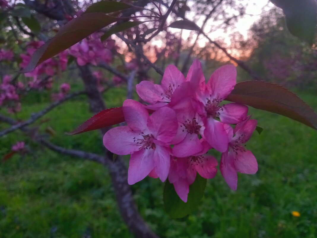 Яблоня - Сапсан 