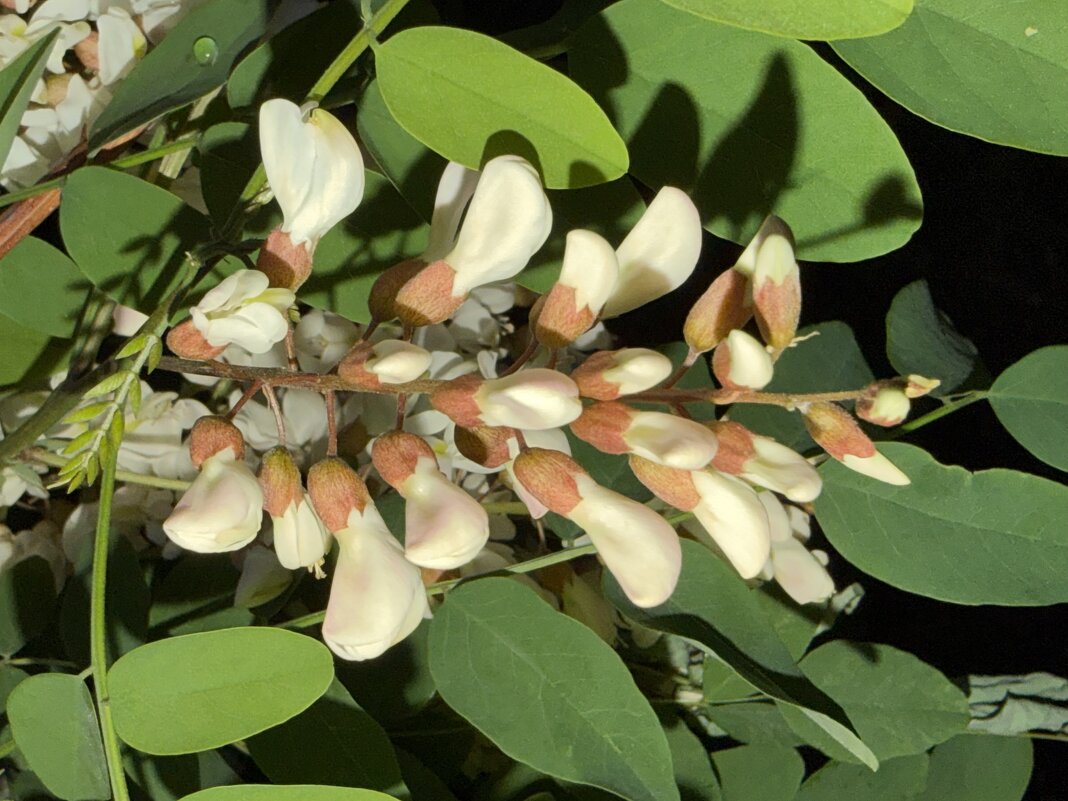 Белой акации гроздья душистые… - Pippa 