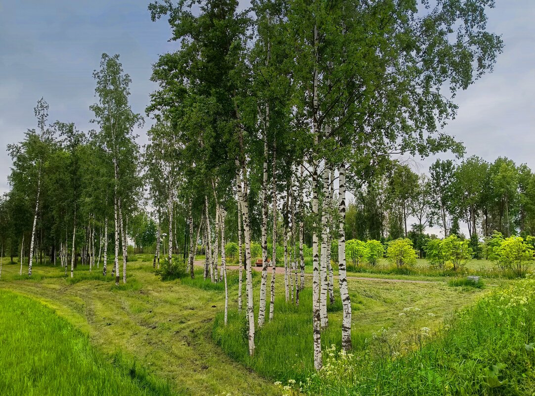 Белоствольные берёзки - Мария Васильева