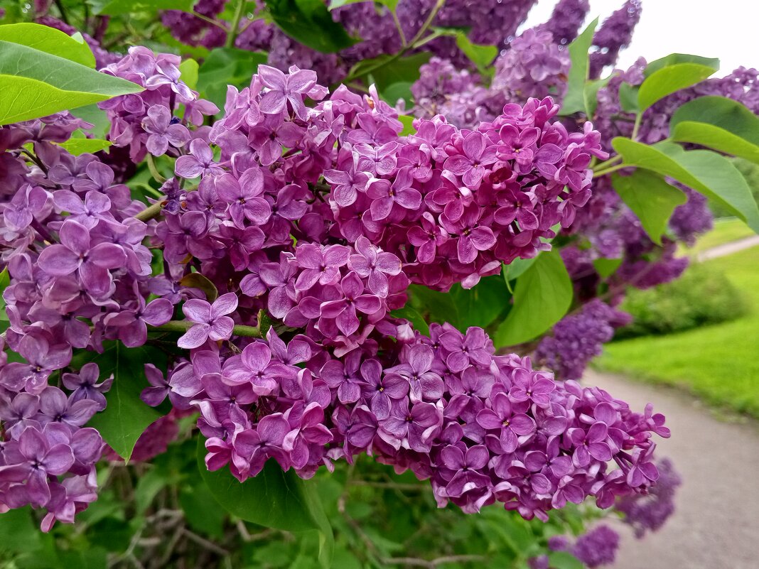 Сирень - Сапсан 