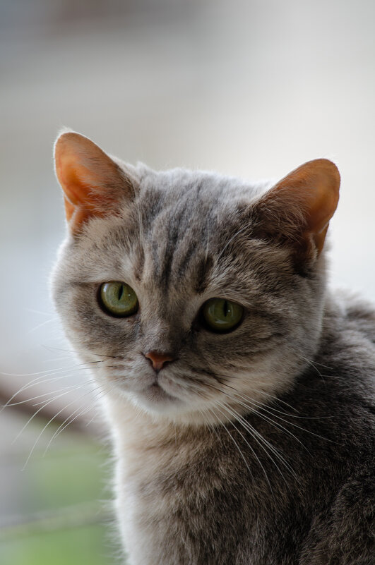 Мура - Олег Чебесов Мура - Олег Чебесов