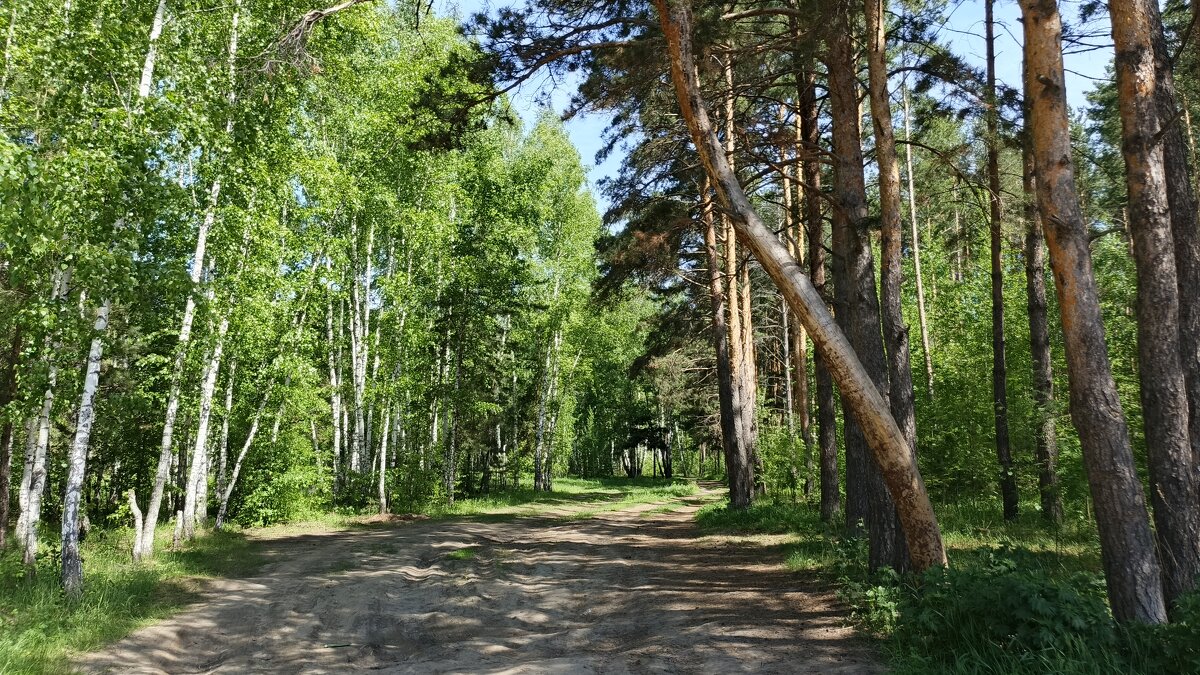 Проходим в лесную сказку . - Мила Бовкун Проходим в лесную сказку . - Мила Бовкун