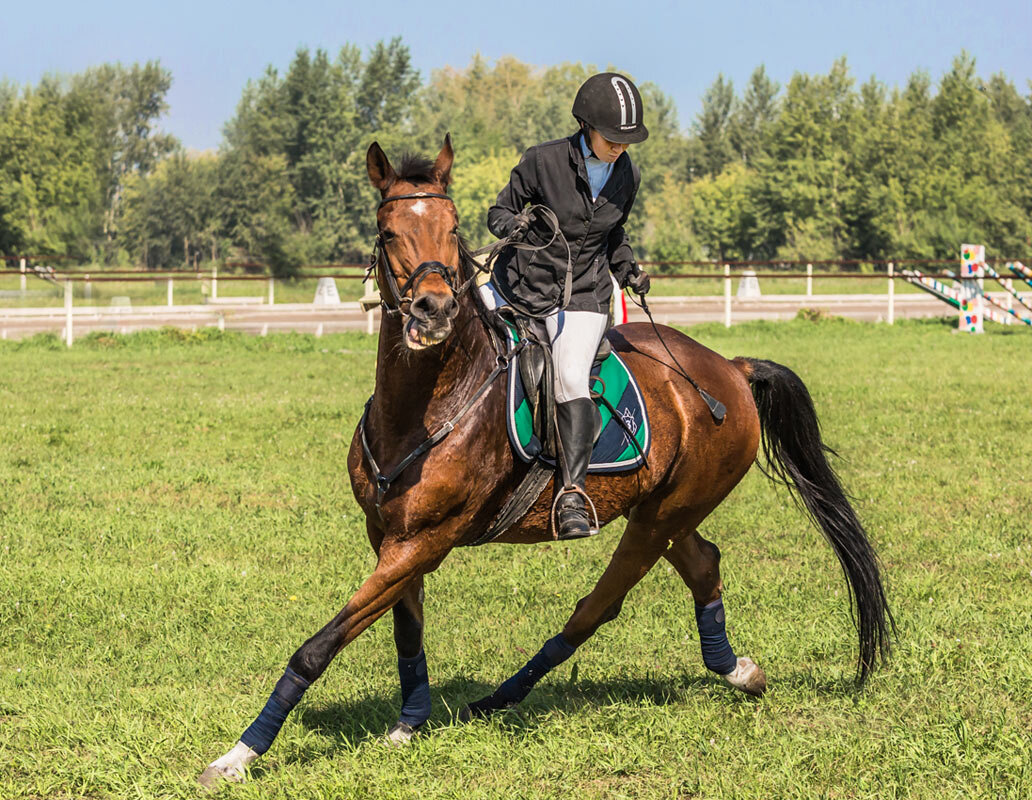 Конкур - SanSan 