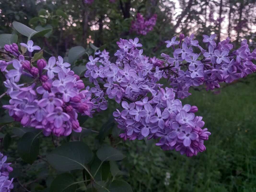 Сирень - Сапсан 