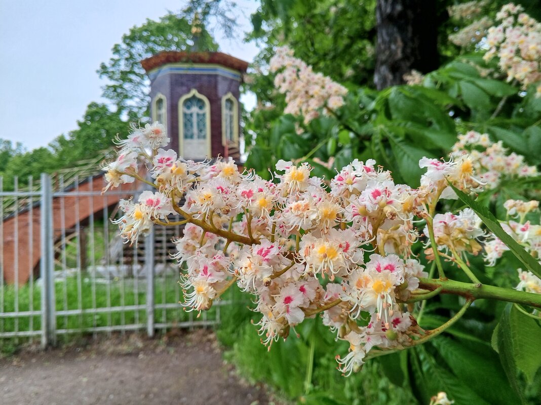 Каштан - Сапсан 