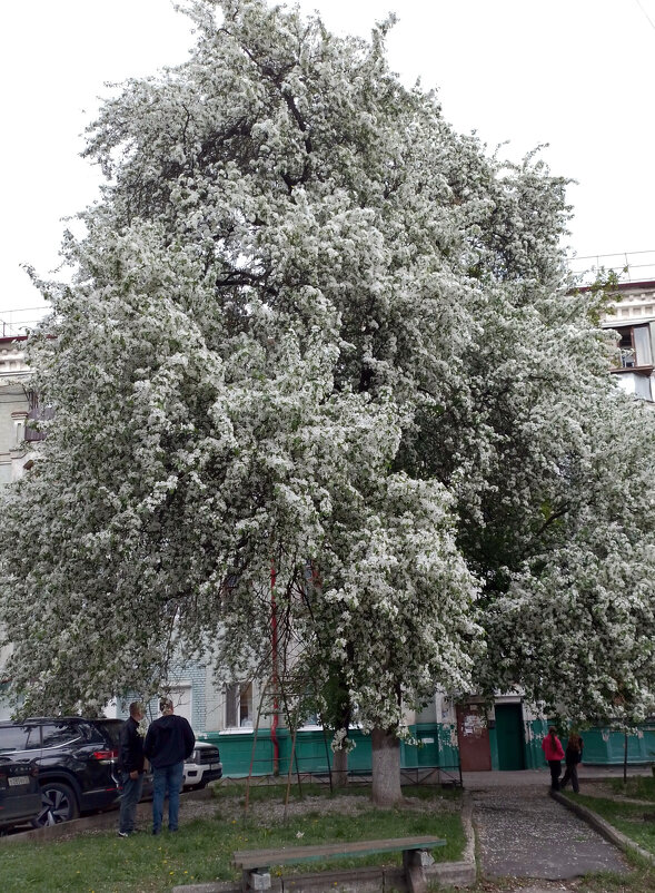 *** - Валентина Береснева