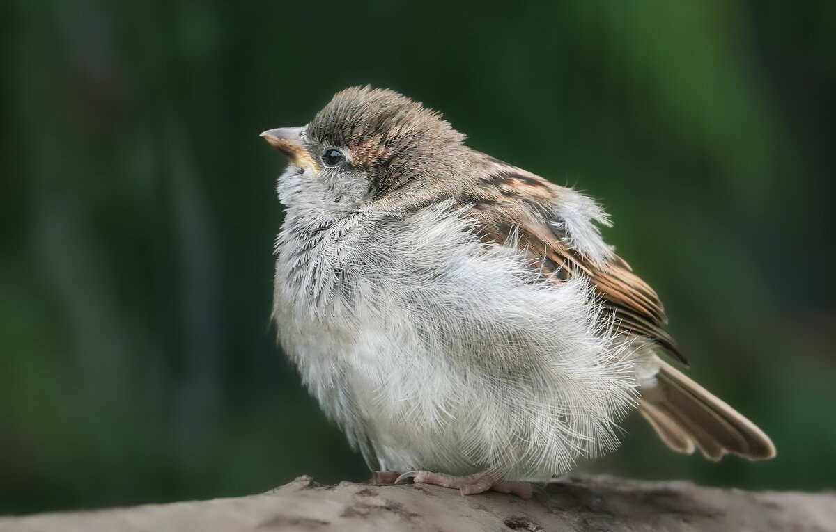 Passer domesticus  :) - Андрюс К