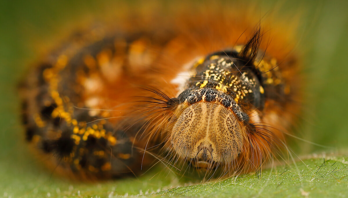 Коконопряд травяной (гусеница) - Oleg S