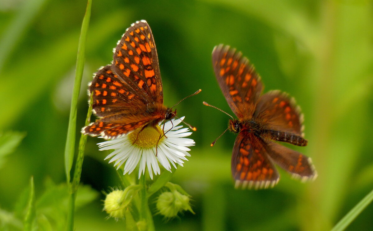 природа июня 5 - Александр Прокудин природа июня 5 - Александр Прокудин