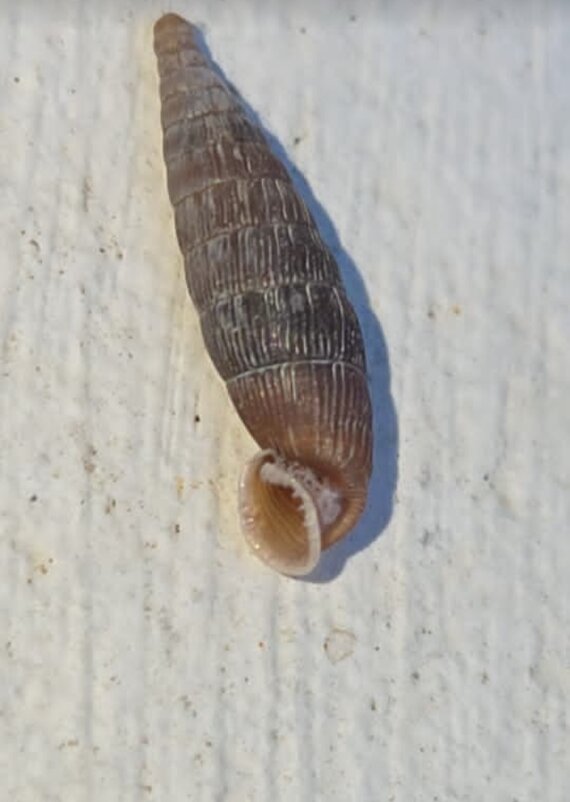 Clausilia pumila - Tata Wolf