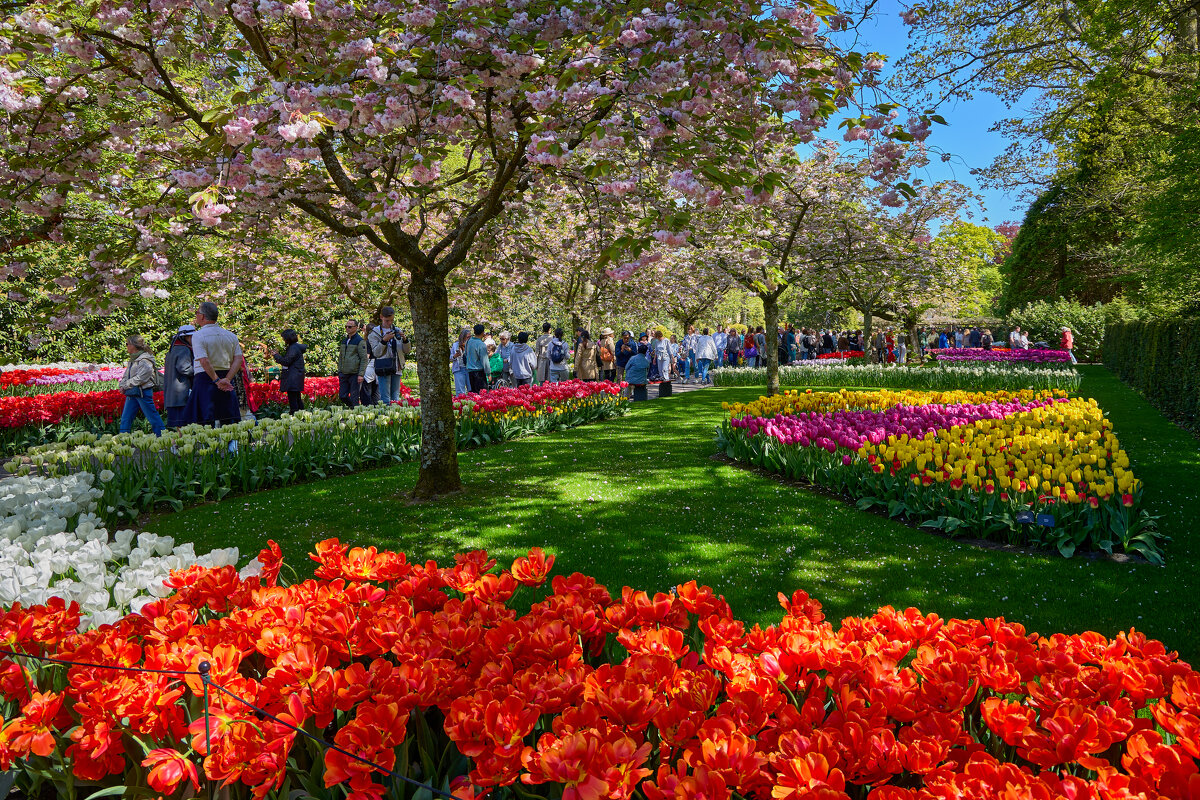 Keukenhof... - Dmitriy Dikikh