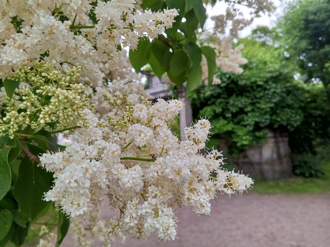 Амурская сирень - Сапсан 