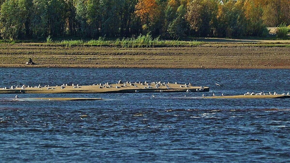 Июль...Сизые чайки на Юганской Оби. - Владимир 