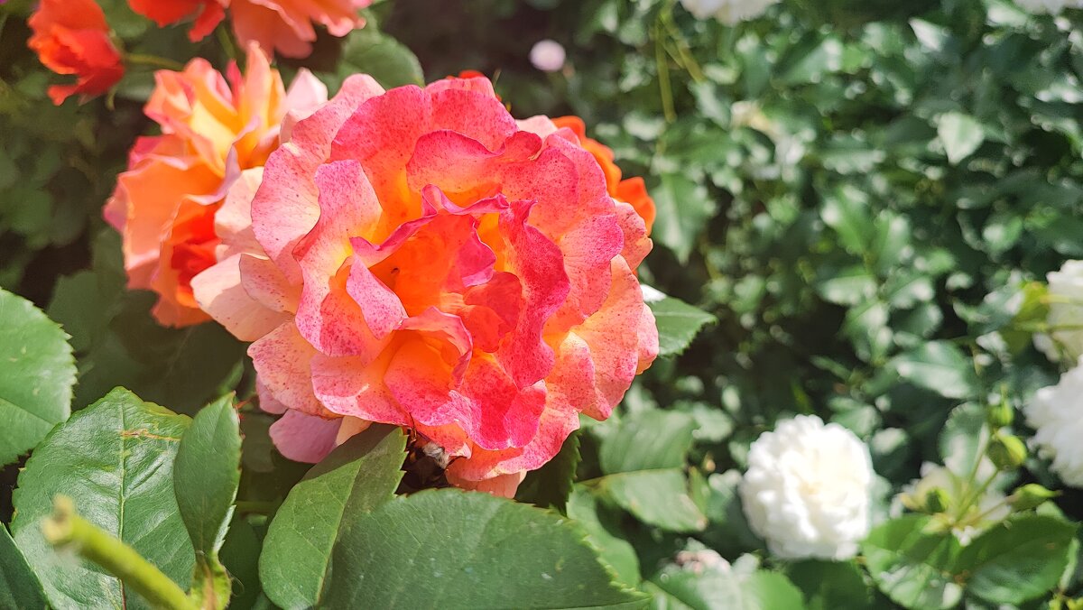 ,,, - Сергей Тимоновский