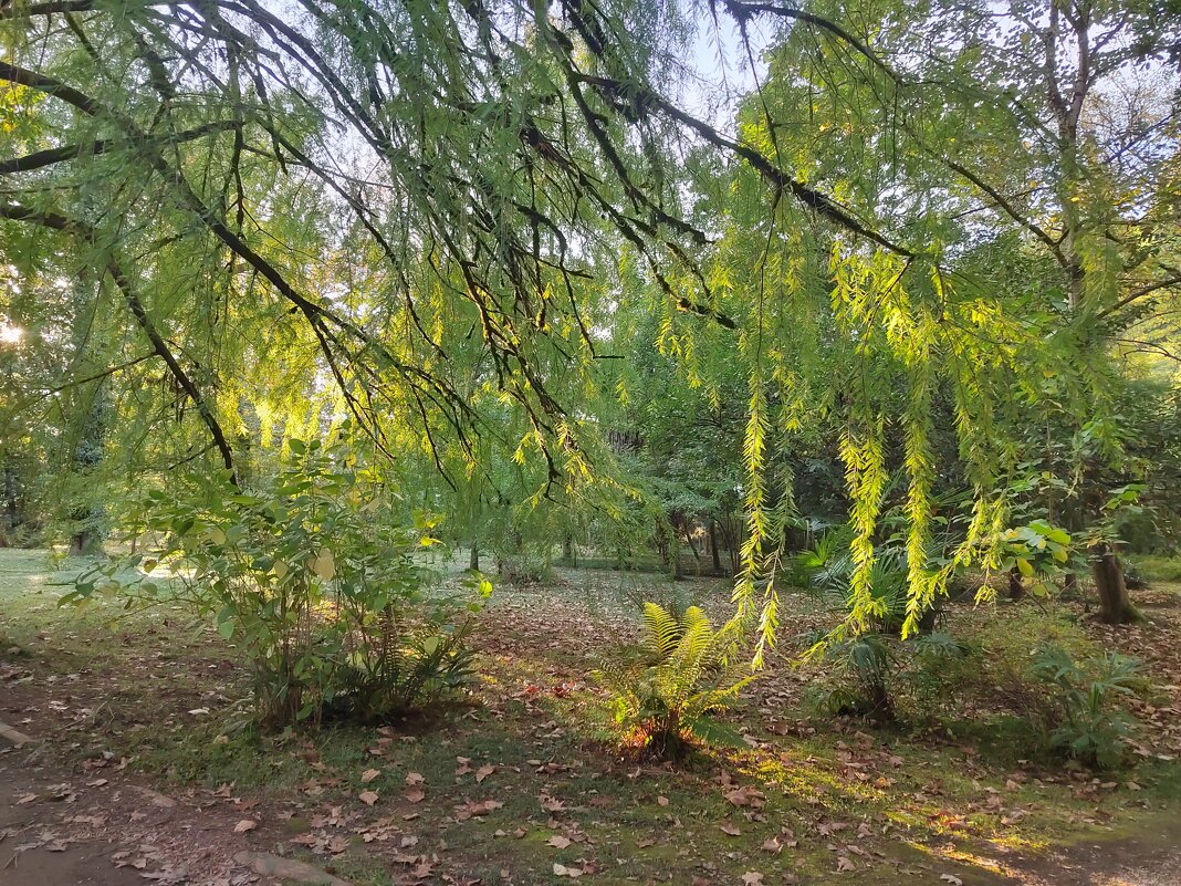 Сухум, Абхазия, Ботанический  сад. Снимала Саша. - Фотогруппа Весна