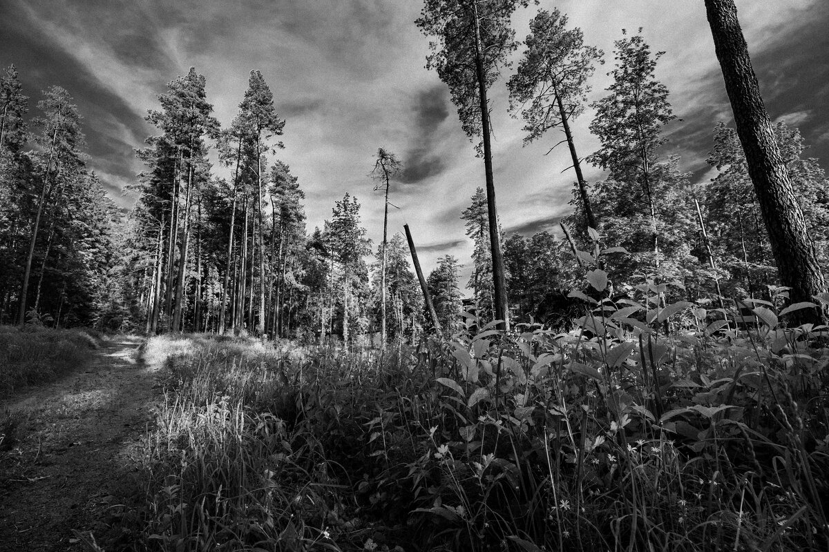 *** - Николай 