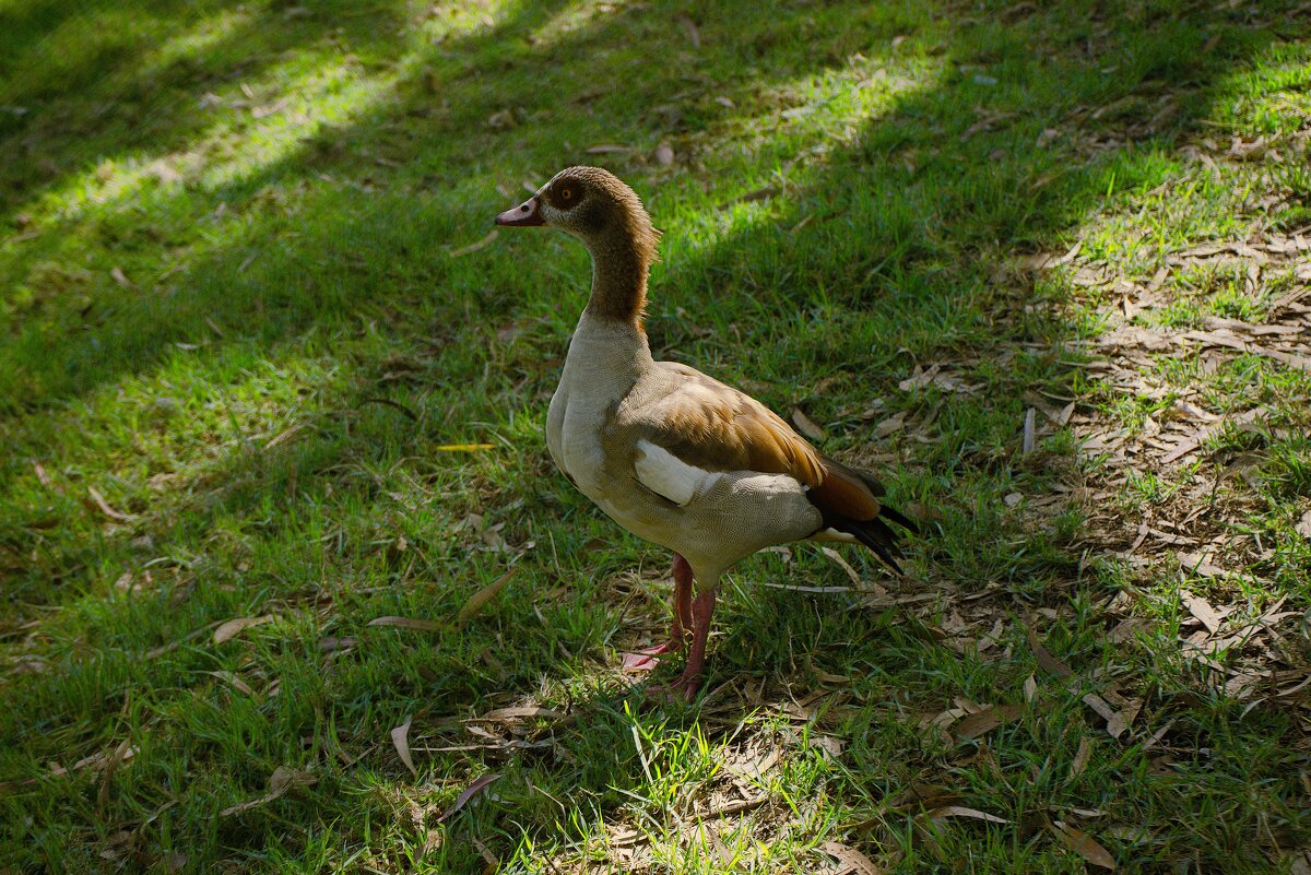 Тель-Авив  2026г Река и парк Яркон  Нильский гусь - ujgcvbif 