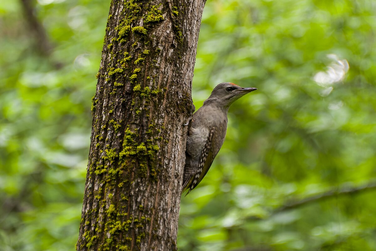 Седой дятел (Picus canus). Птицы Сибири. - Вадим Басов Седой дятел (Picus canus). Птицы Сибири. - Вадим Басов