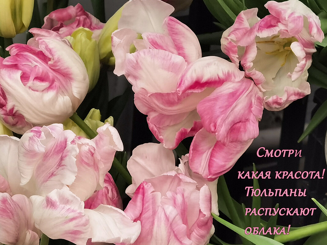 Смотри какая красота... - Лилия * Смотри какая красота... - Лилия *