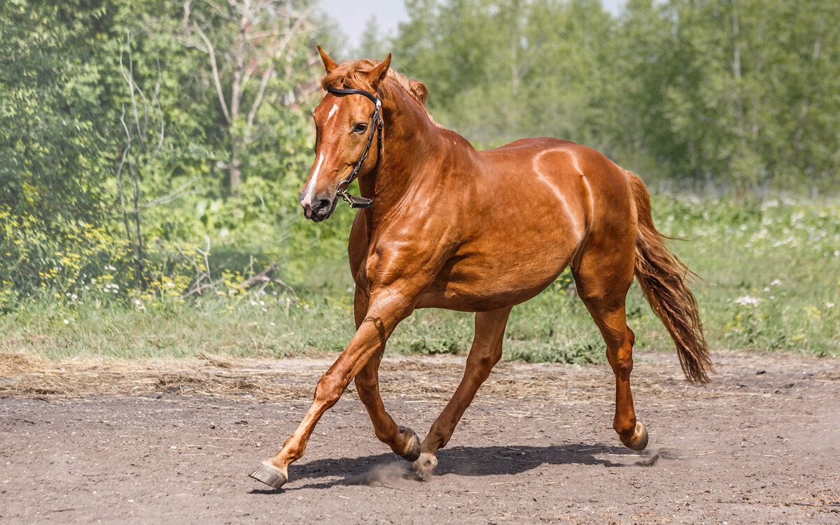 Конь - SanSan 