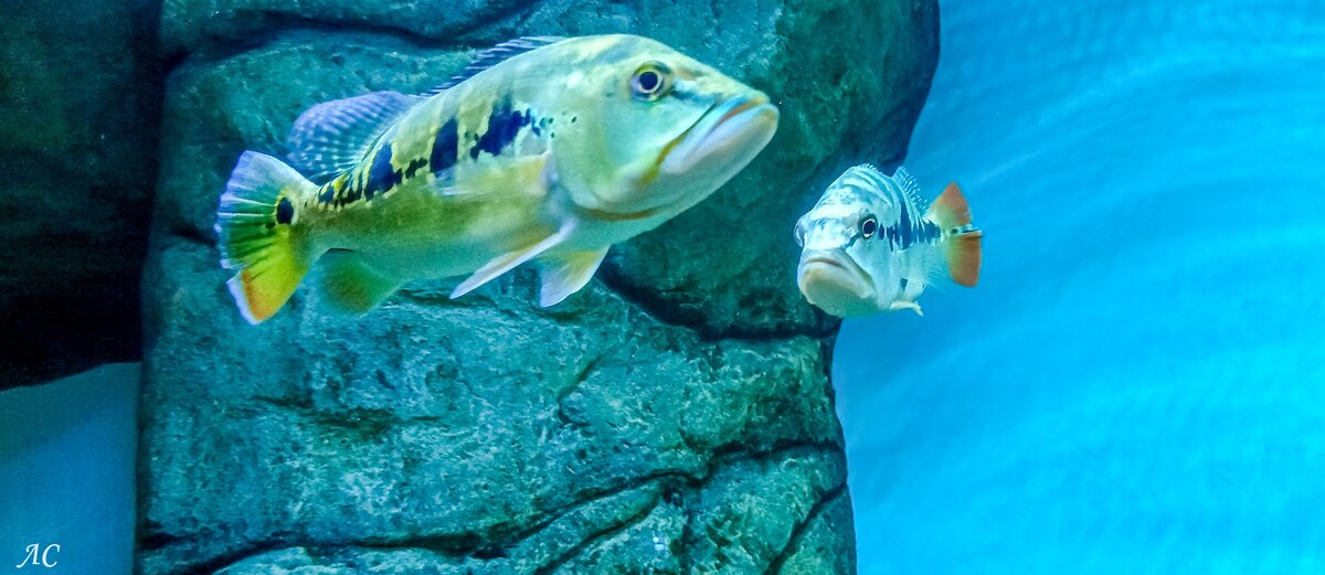 Цихлида оринокская - Любовь Сахарова