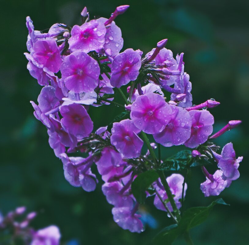 Флокс - Елена Макарова 