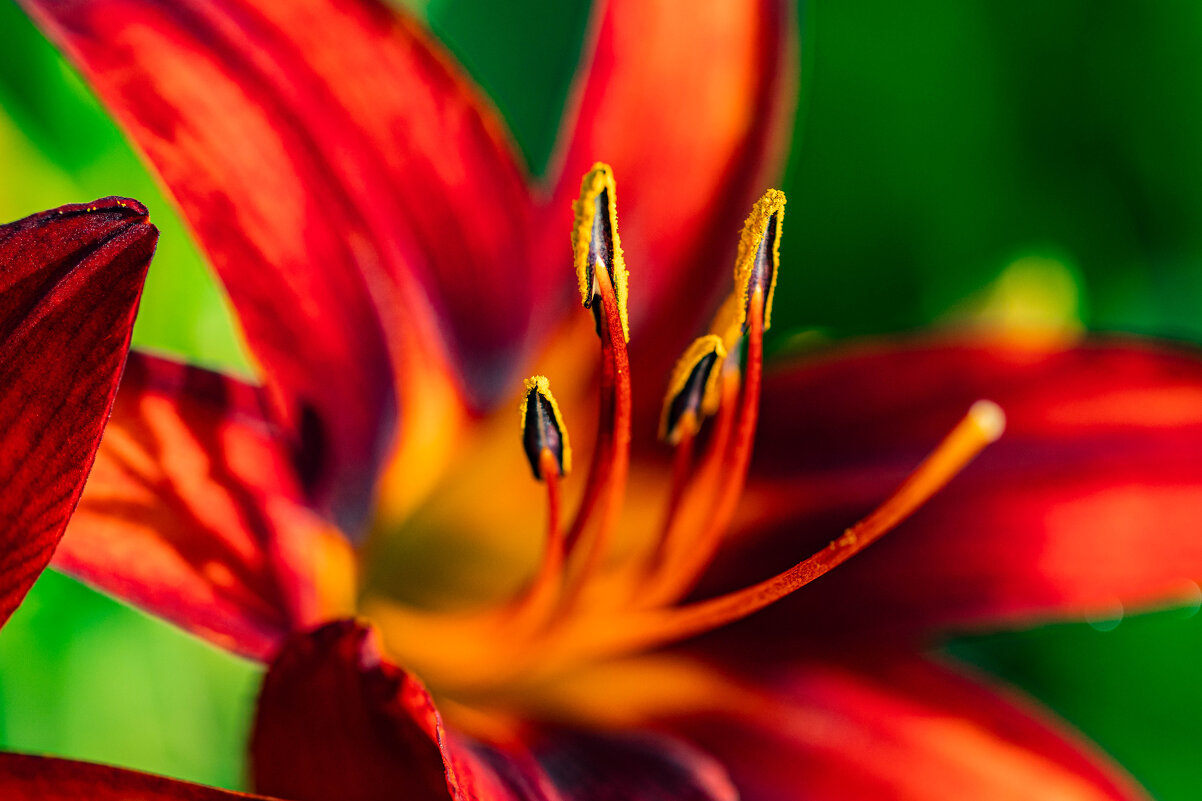 Lilium - Александр Бродский